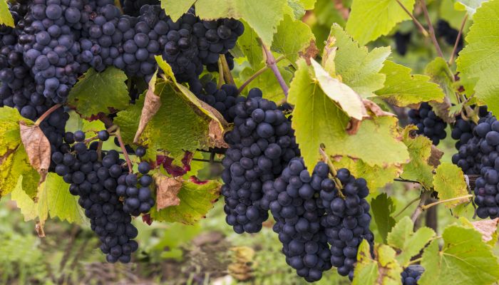 Cachos da uva Pinot Noir