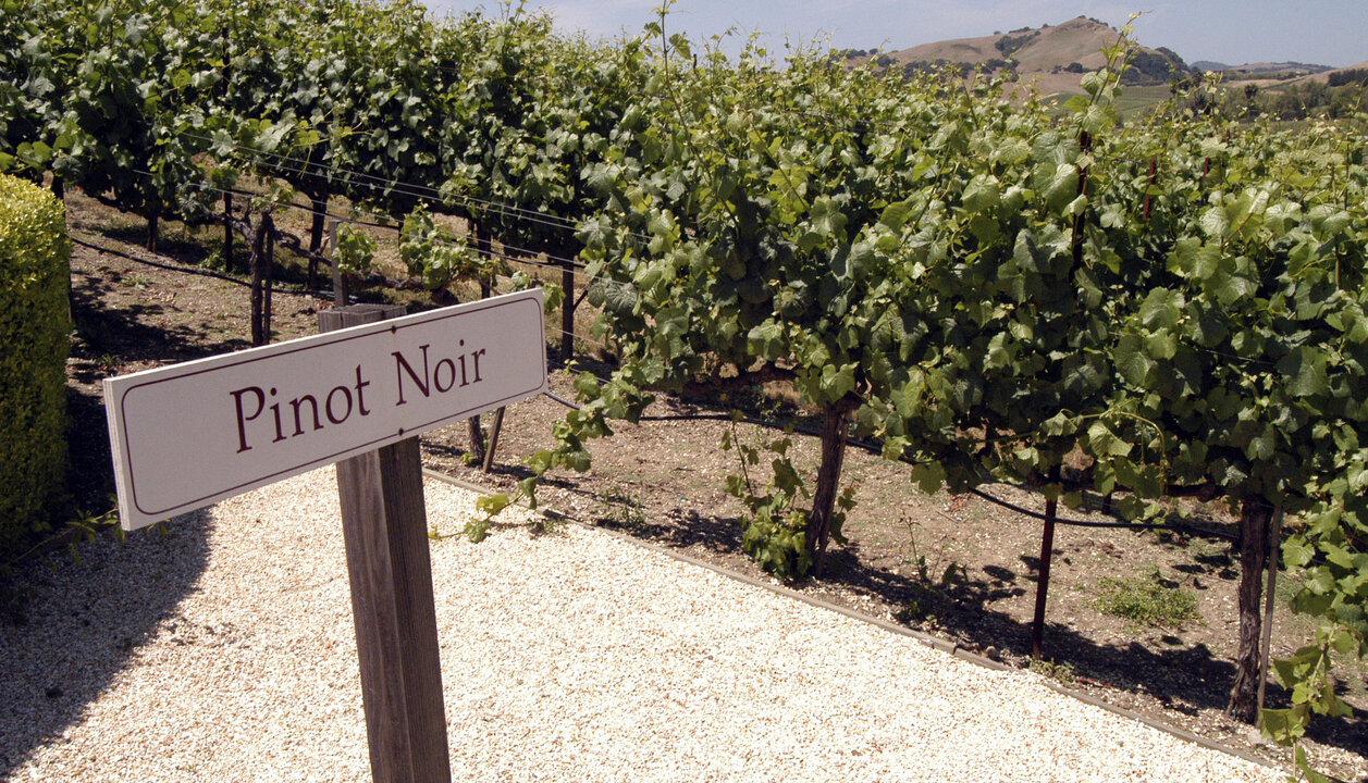 Pinot Noir: a uva de personalidade forte e temperamento peculiar