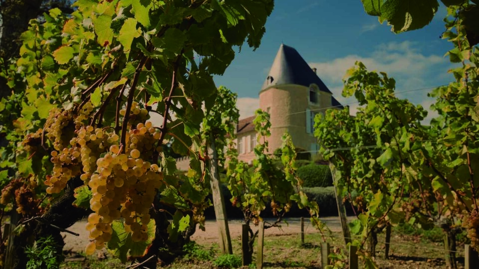 Vinhos de Bordeaux: aprenda mais sobre essa região rara e única