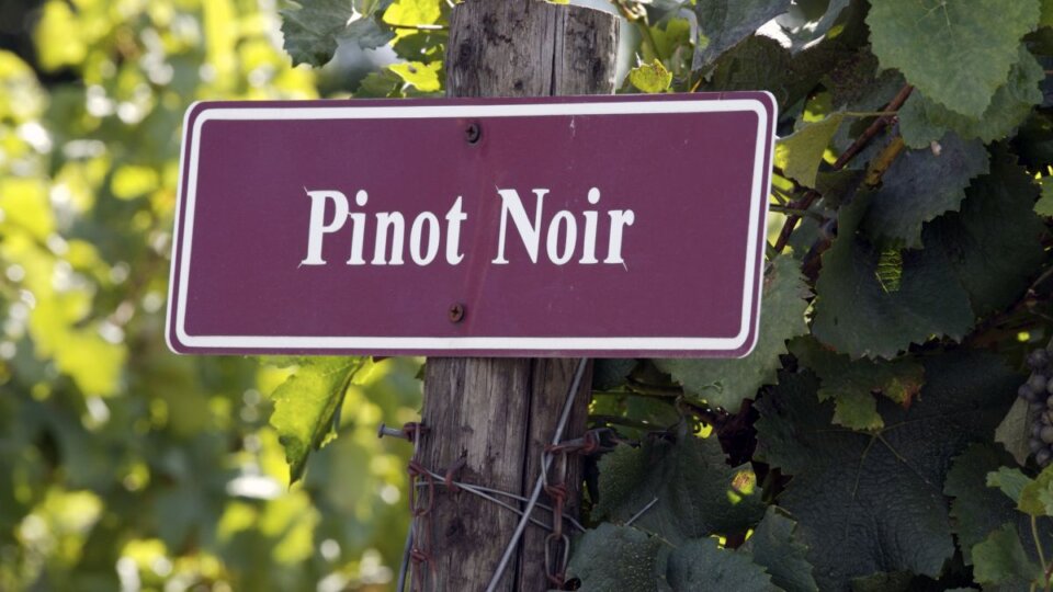 Pinot Noir: Conheça tudo sobre uma das uvas mais sutis e elegantes do mundo