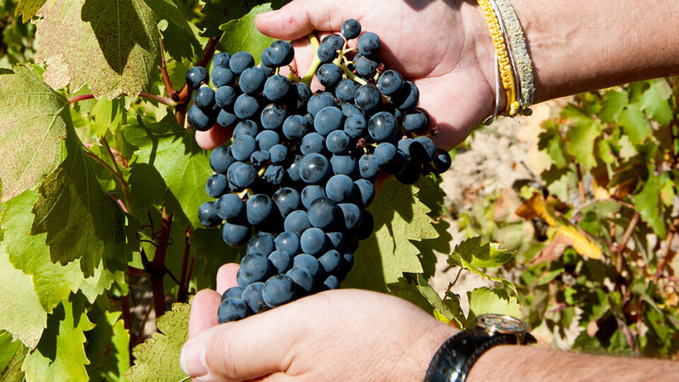 Vinhos finos e vinhos de mesa: aprenda a diferença entre eles