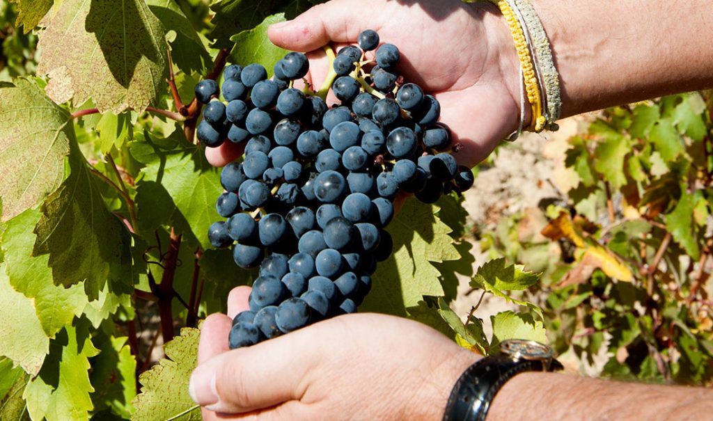 vinho tinto de mesa fino