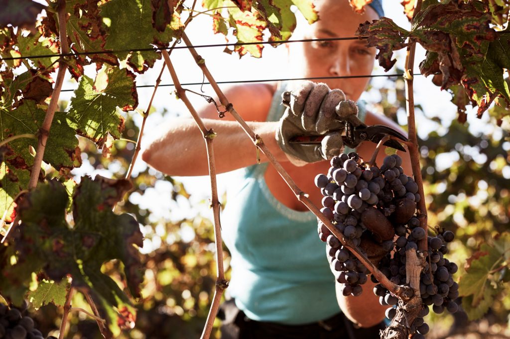 dia internacional da mulher colheita vinho