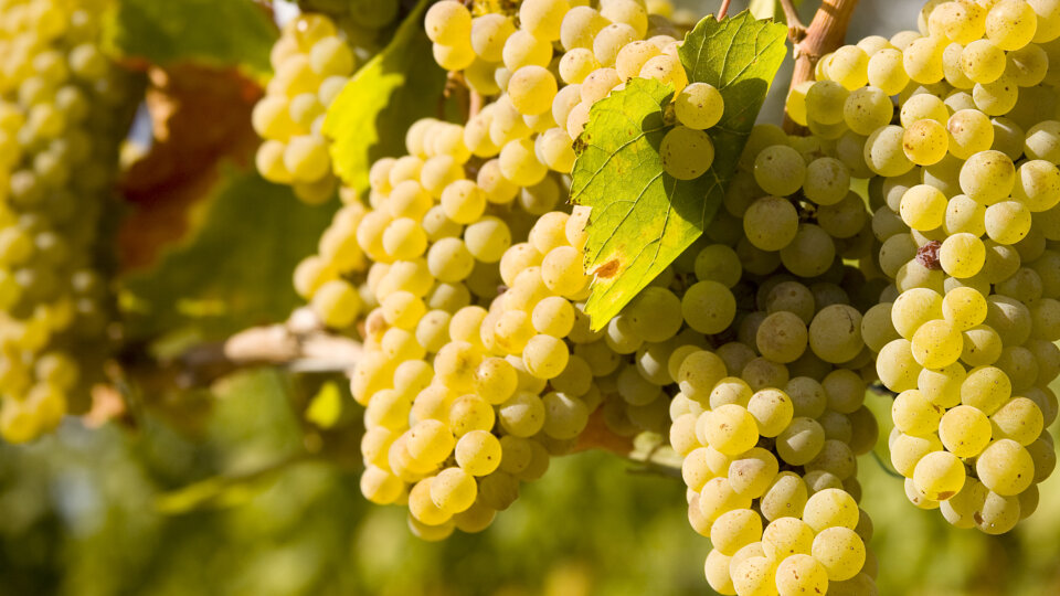 Chardonnay: Rainha dos Vinhos Brancos