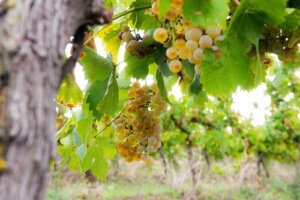 Cachos de uva Moscatel Ottonel na vinha.