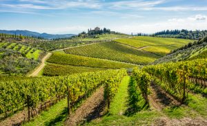 Colinas na região de Chianti coberta de vinhedos 