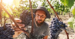 Viticultor colhendo uvas Sangiovese em Chianti