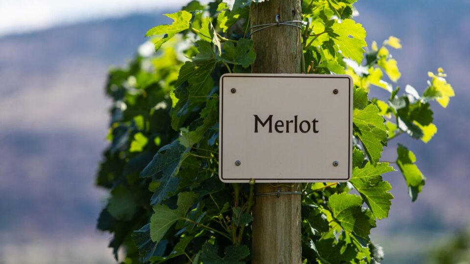 Vinho Merlot: saiba tudo sobre a uva francesa