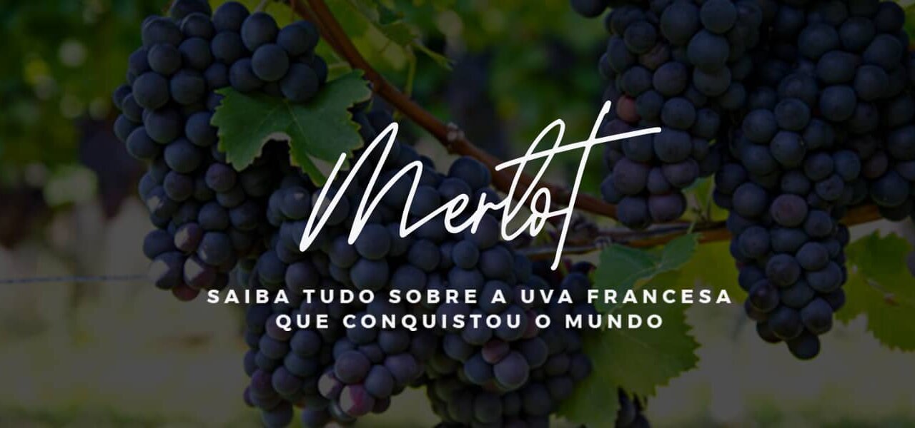 Vinho Merlot características: Saiba tudo sobre a uva francesa que conquistou o mundo