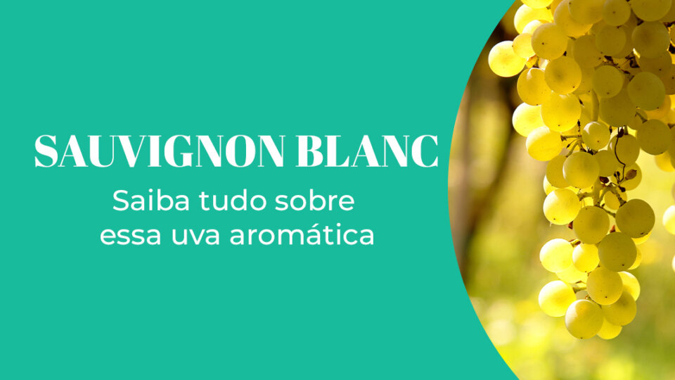 Sauvignon Blanc: saiba tudo sobre essa uva aromática
