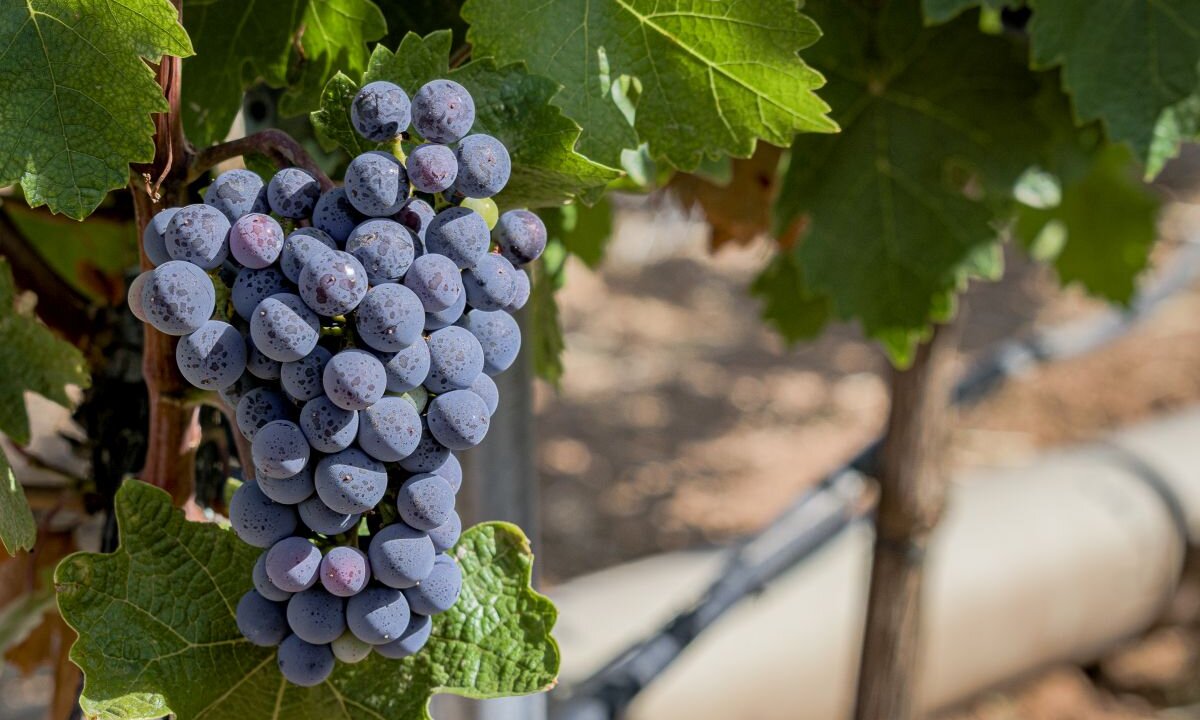 Tanino: o que é e qual a importância para o vinho