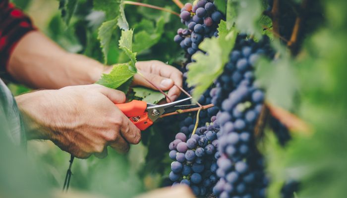 Enólogo participando da colheita de uvas