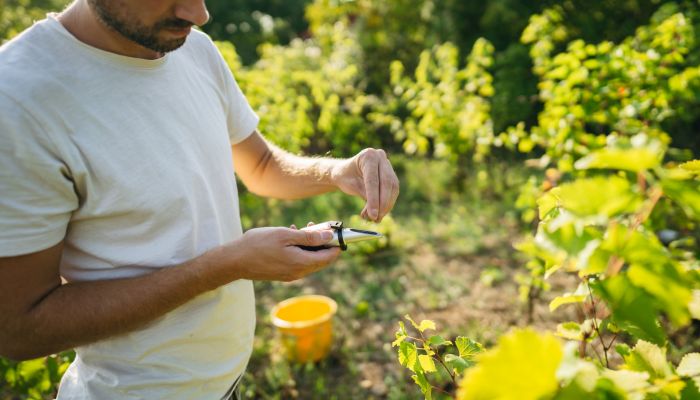 Enólogo analisando as uvas no vinhedo