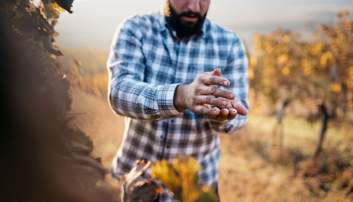 Enólogo conferindo a qualidade dos frutos no vinhedo