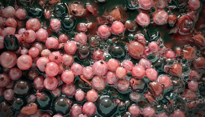 Etapa de maceração de uvas para extração de tanino