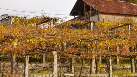 Rías Baixas: conheça essa denominação espanhola