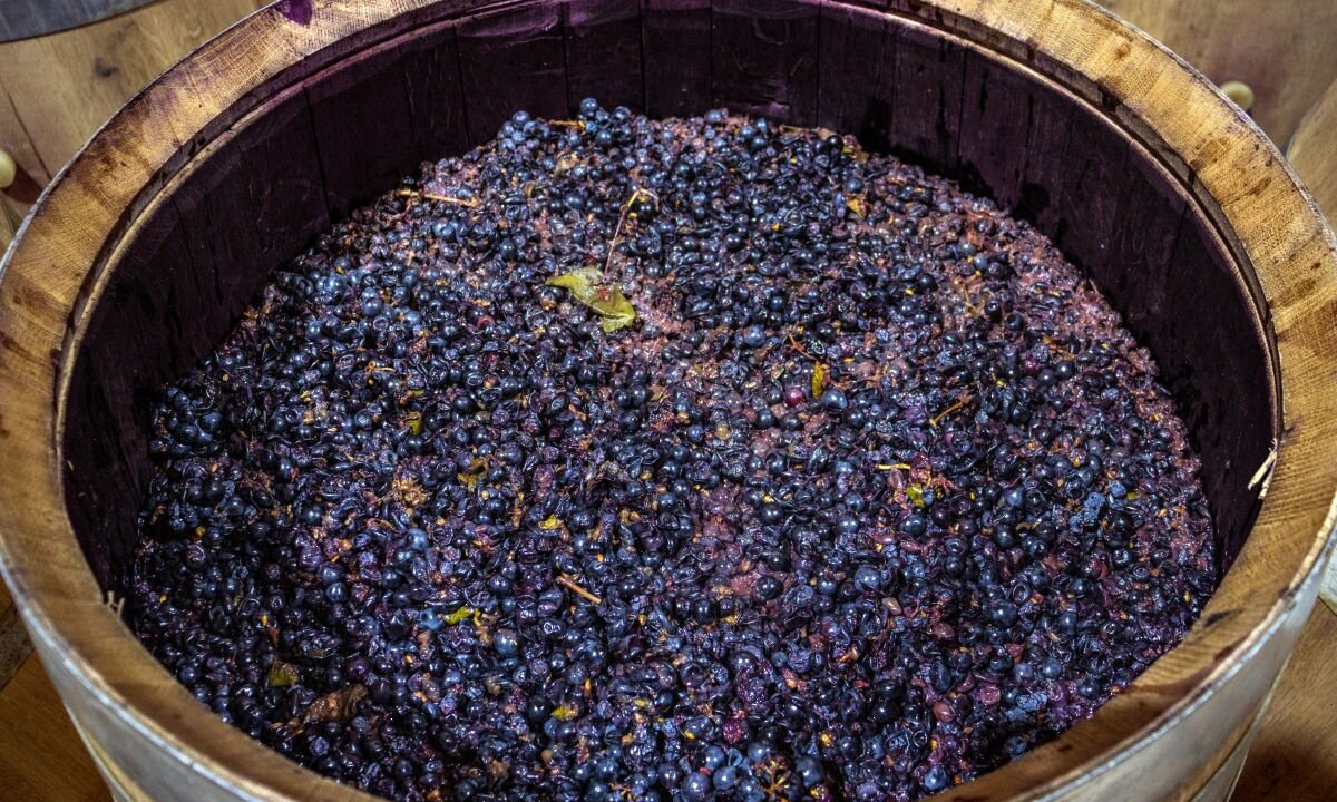 Fermentação do Vinho: Entenda o processo