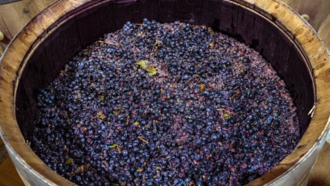Fermentação do Vinho: Entenda o processo