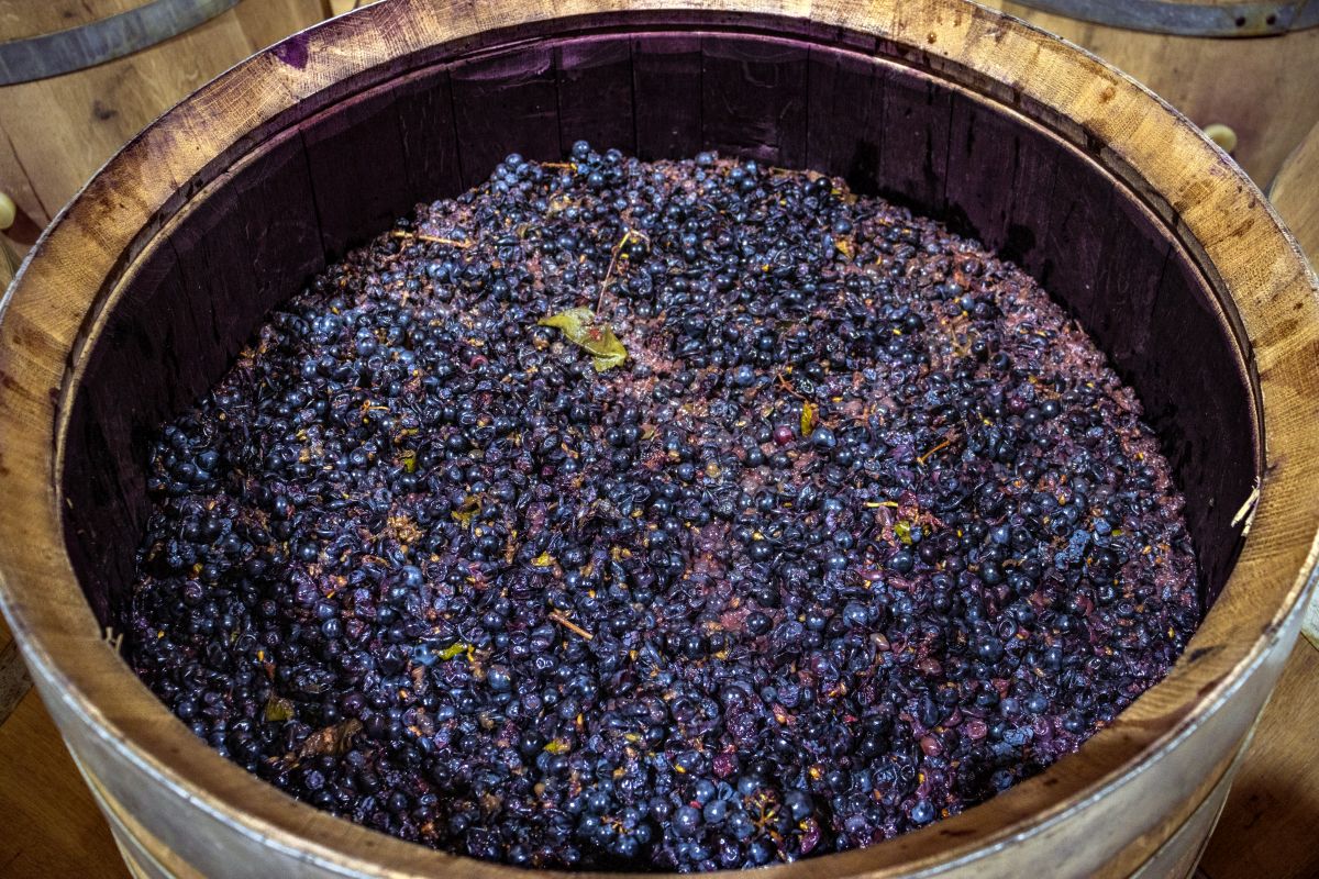 Fermentação do Vinho Entenda o processo Evino