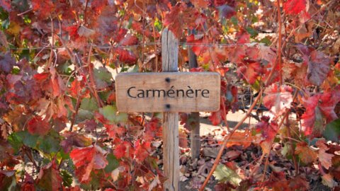 Carménère: tudo que você precisa saber sobre o vinho e a uva!