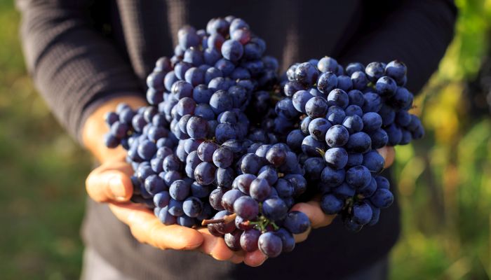 Uvas usadas na produção dos melhores vinhos tintos
