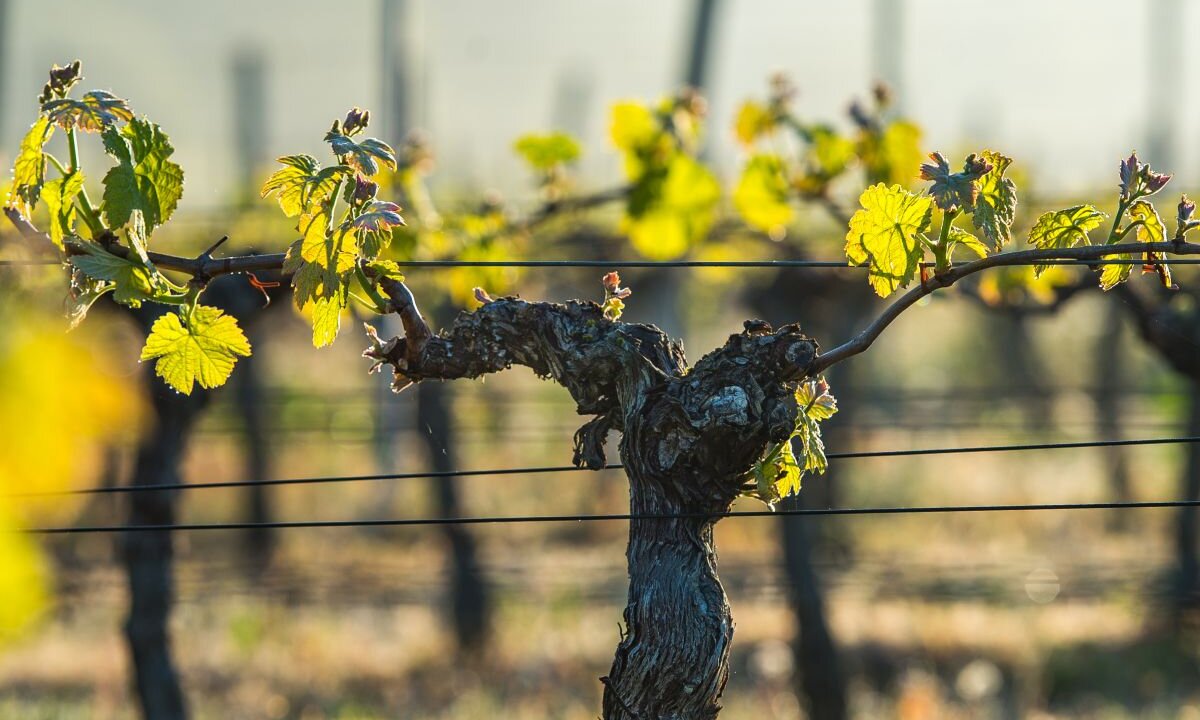 Vinha: Conheça tudo sobre vinhas e fases das vinhas