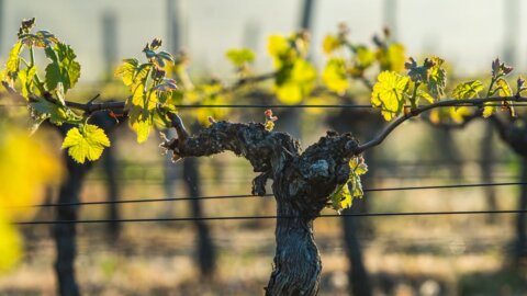 Vinha: Conheça tudo sobre vinhas e fases das vinhas