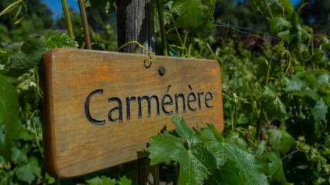 Vinho Carménère: características e harmonizações