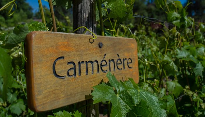 Vinha da uva Carménère