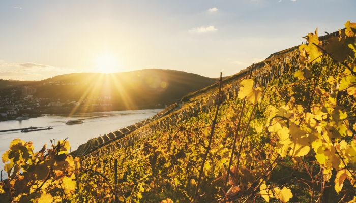 Influências do clima no cultivo de vinha