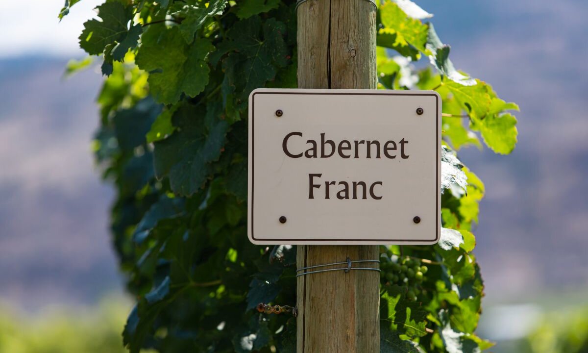 Cabernet Franc: Descubra os encantos dessa uva versátil