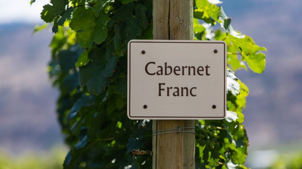 Cabernet Franc: Descubra os encantos dessa uva versátil