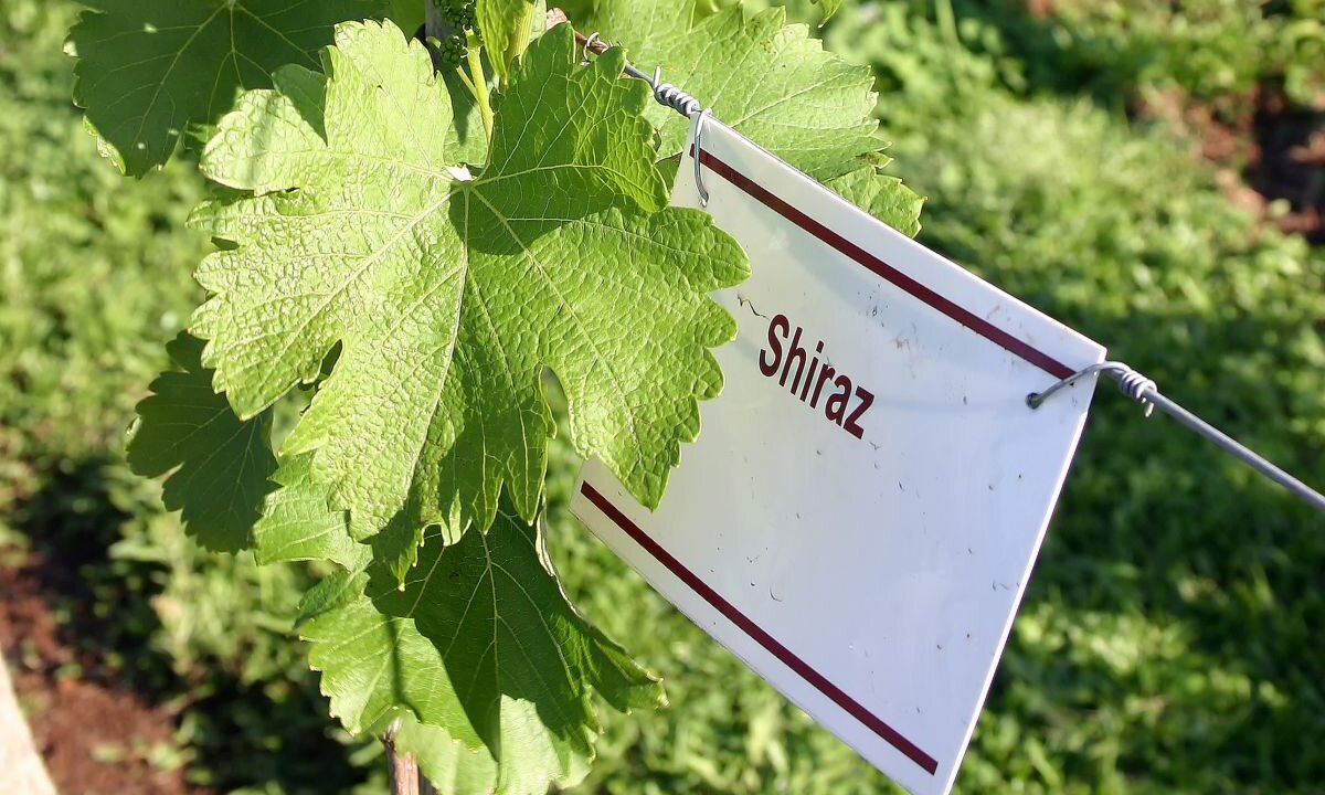 Shiraz: Saiba tudo sobre essa uva de origem francesa