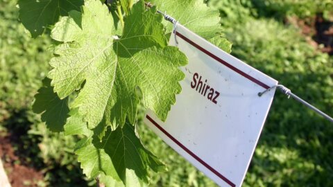 Shiraz: Saiba tudo sobre essa uva de origem francesa