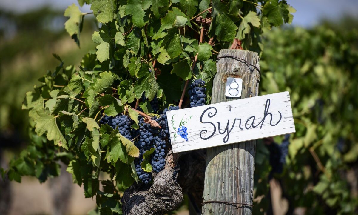 Syrah: Descubra a riqueza e elegância dessa uva icônica