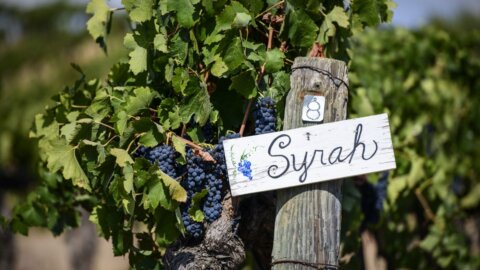 Syrah: Descubra a riqueza e elegância dessa uva icônica