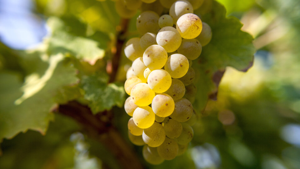 Riesling: origem, estilos, características e harmonização ideal