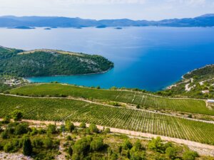 Vinhedos no litoral em dia ensolarado.